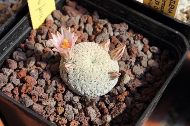 Mammillaria pectinifera 