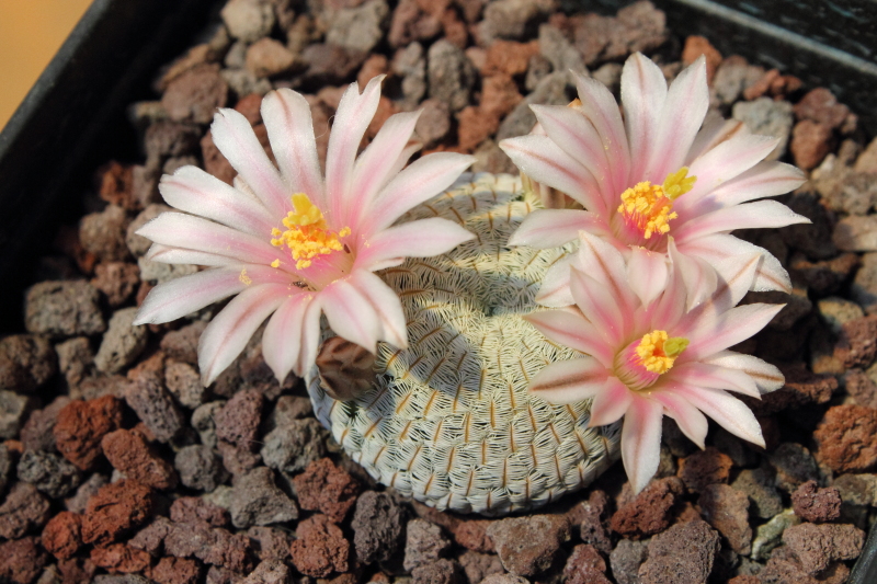 Mammillaria pectinifera 