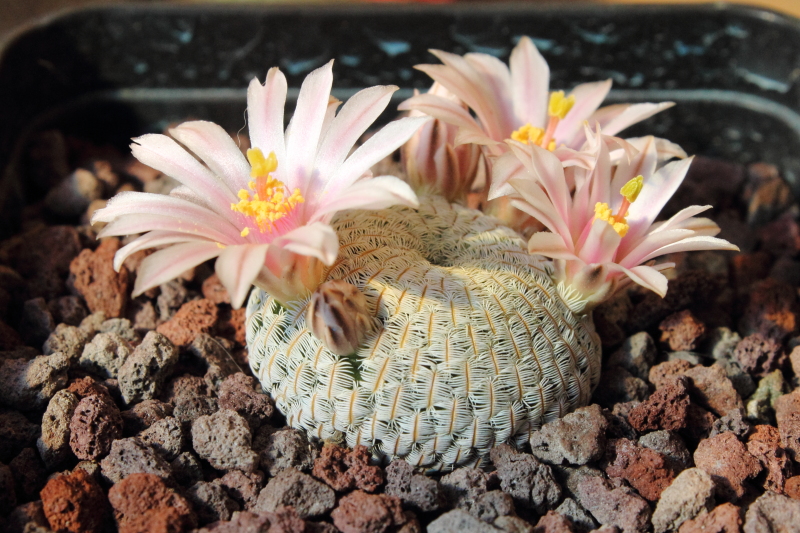 Mammillaria pectinifera 