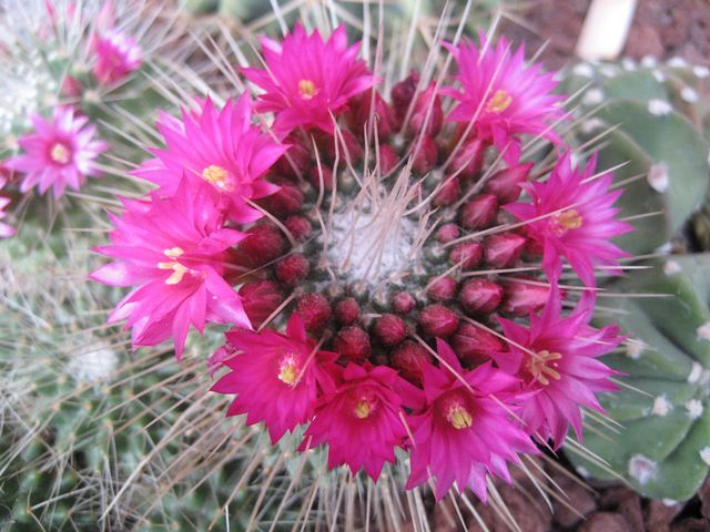 Mammillaria spinosissima cv. un pico 