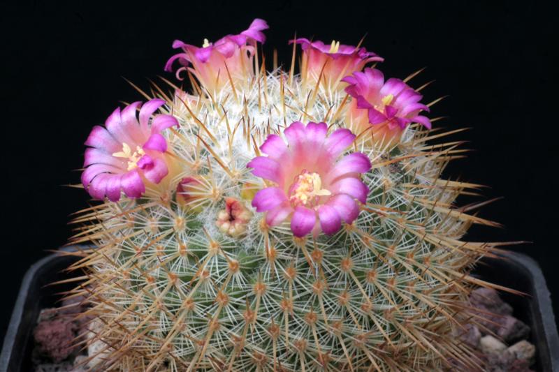 Mammillaria aff. conspicua ROG 351