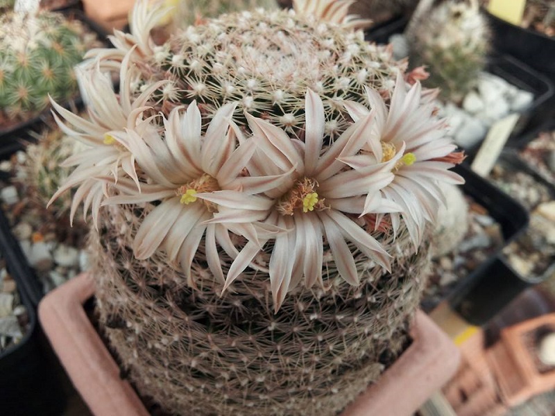 Mammillaria coahuilensis ssp. albiarmata 