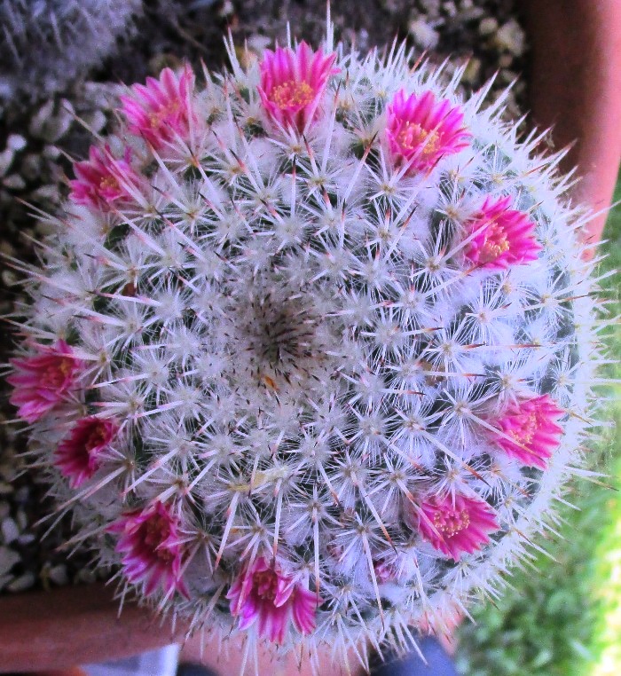 Mammillaria albilanata 