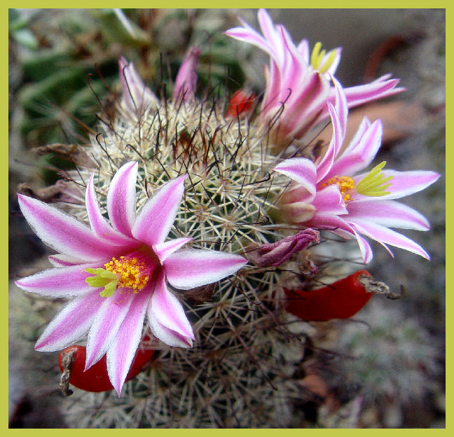 Mammillaria blossfeldiana 