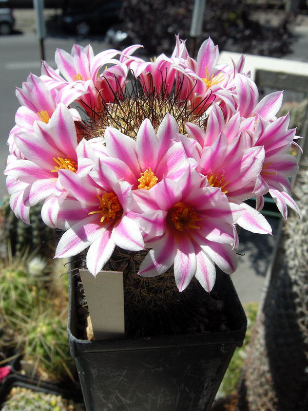 Mammillaria blossfeldiana MG 570