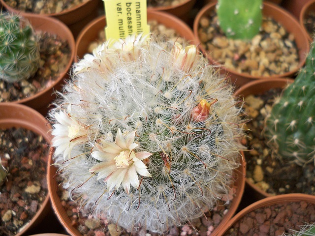 Mammillaria bocasana v. multilanata 