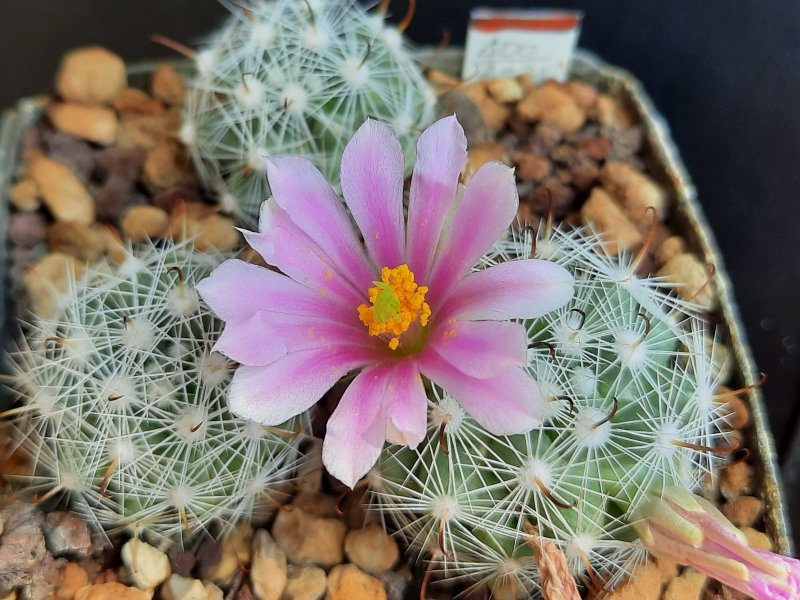 mammillaria boolii