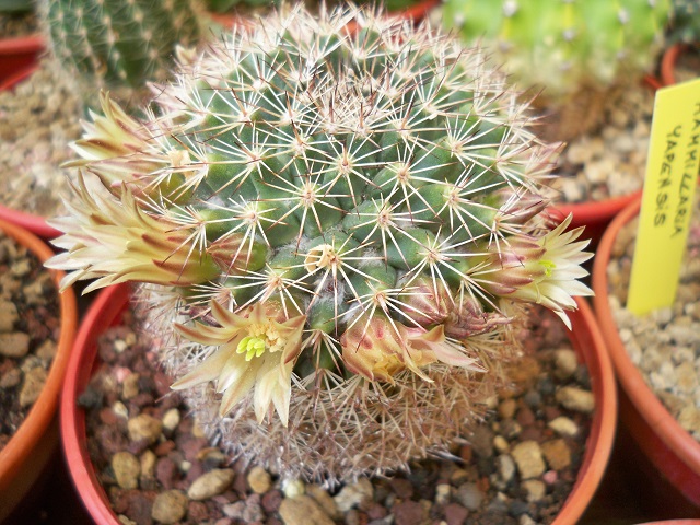 Mammillaria brandegeei ssp. gabbii 