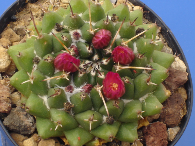 Mammillaria bucareliensis v. multiflora REP 355A