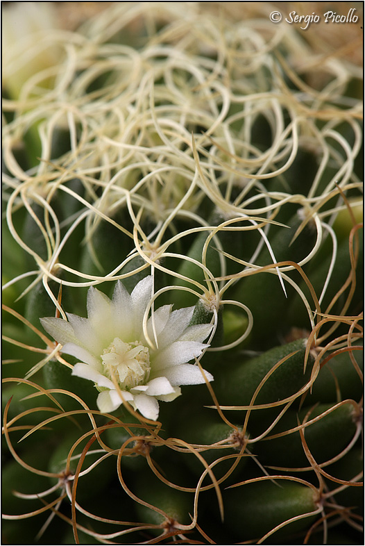 Mammillaria camptotricha cv. marnier-lapostollei 