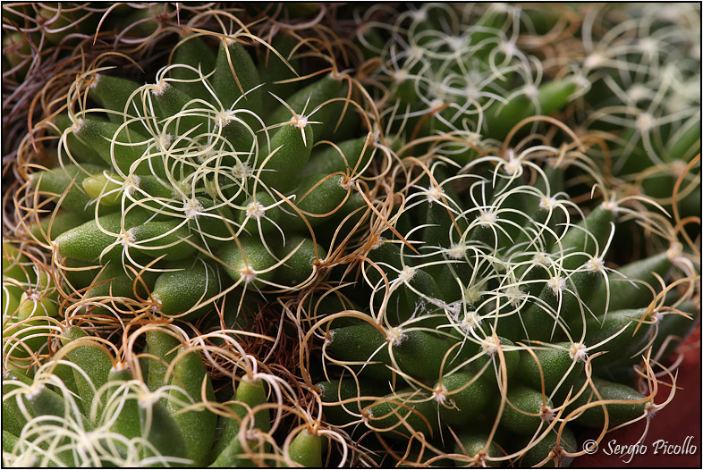 Mammillaria camptotricha cv. marnier-lapostollei 