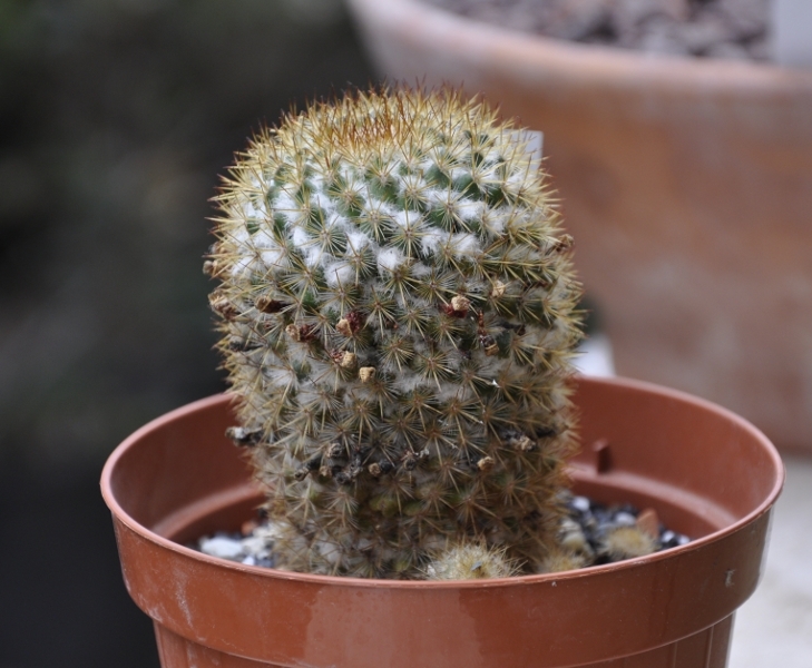 Mammillaria columbiana 