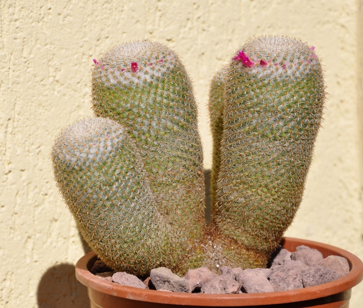 Mammillaria dealbata 