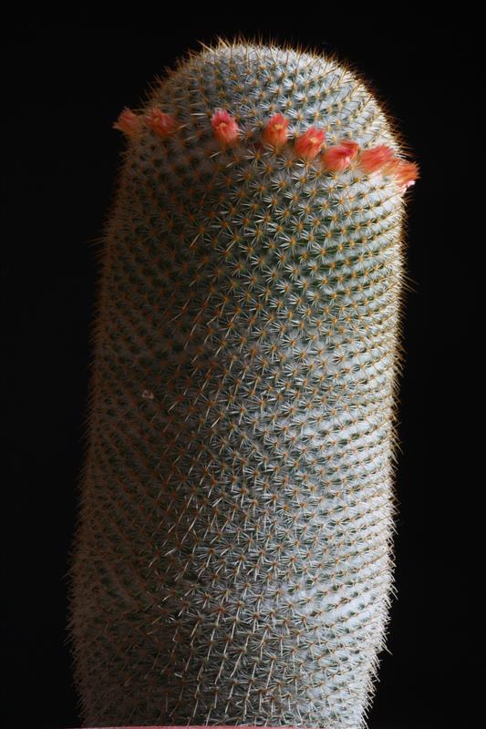 Mammillaria dixanthocentron FO 230