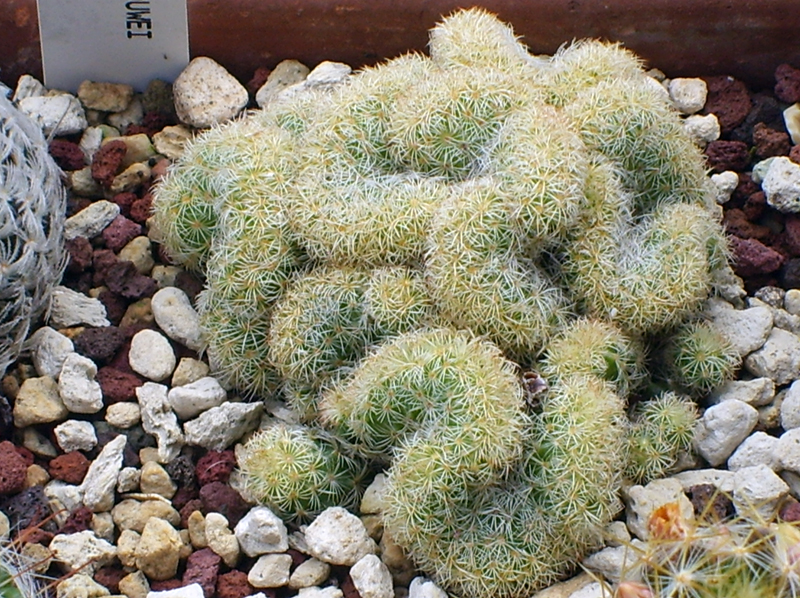 Mammillaria elongata f. cristata 