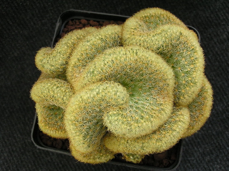 Mammillaria elongata f. cristata 