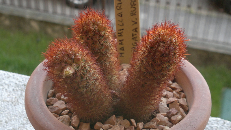 Mammillaria elongata v. rufocrocea 