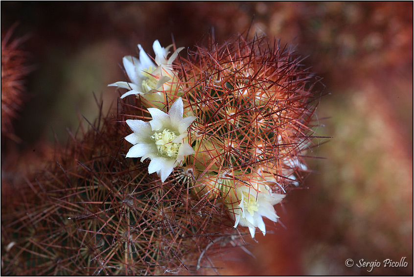 Mammillaria elongata 