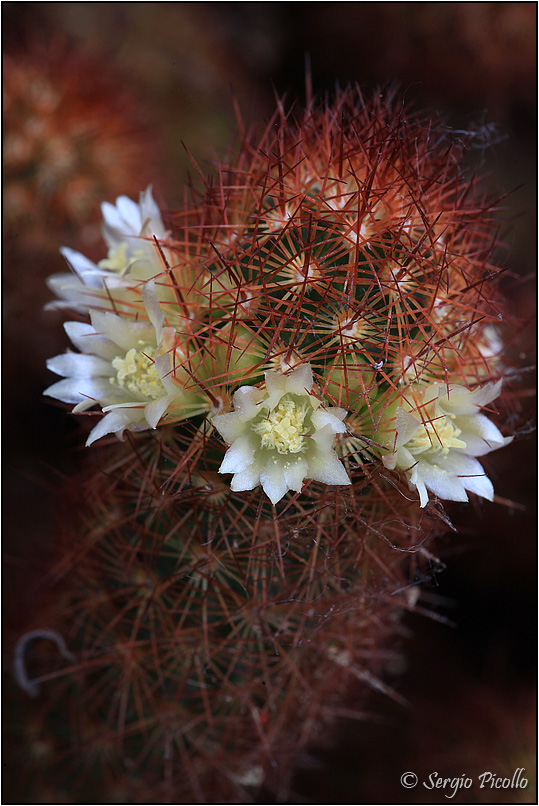 Mammillaria elongata 