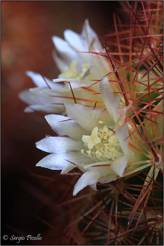 Mammillaria elongata 