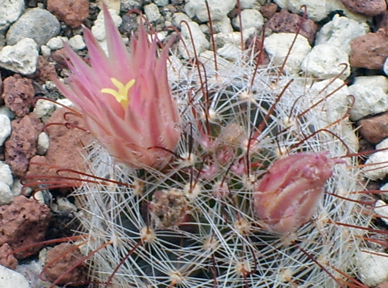 Mammillaria garessii 