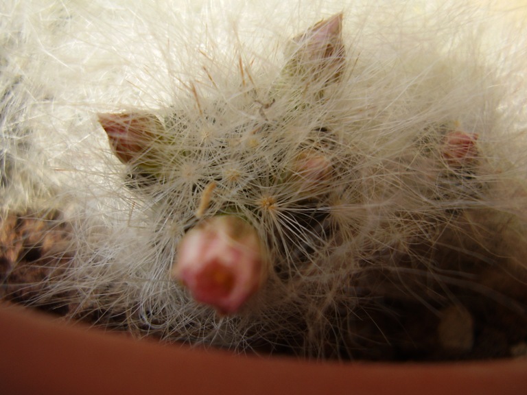 Mammillaria glassii 