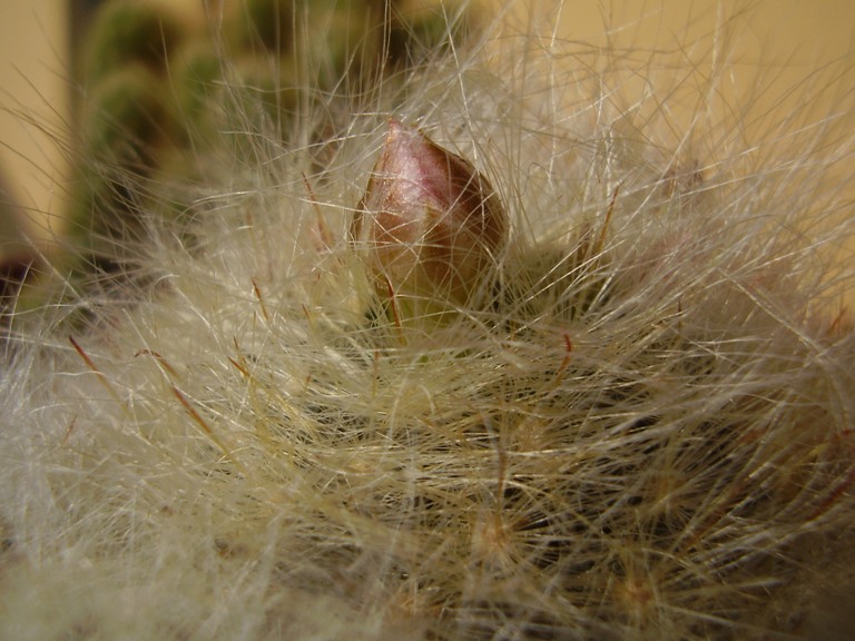 Mammillaria glassii 