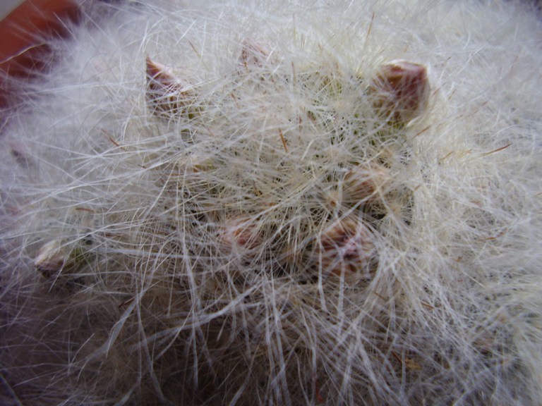 Mammillaria glassii 