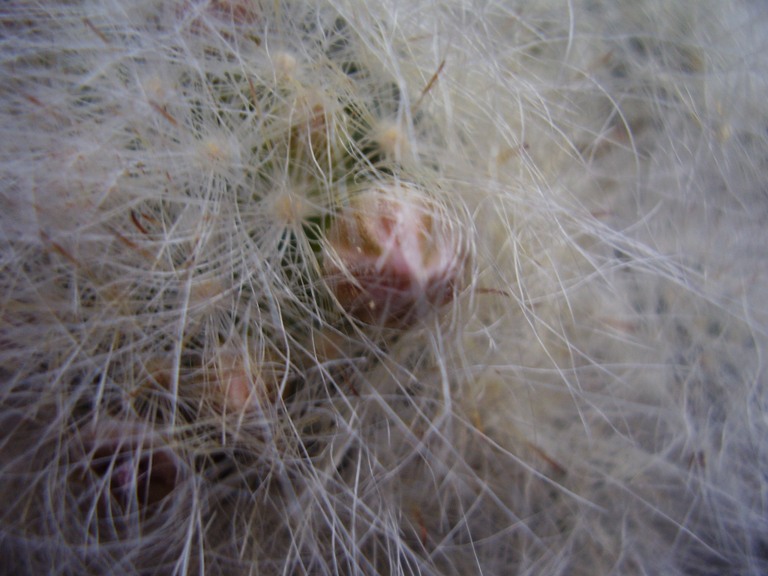 Mammillaria glassii 