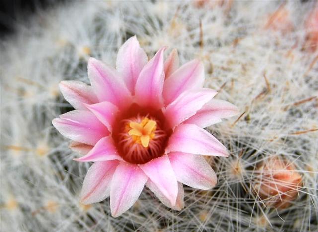 Mammillaria glassii 