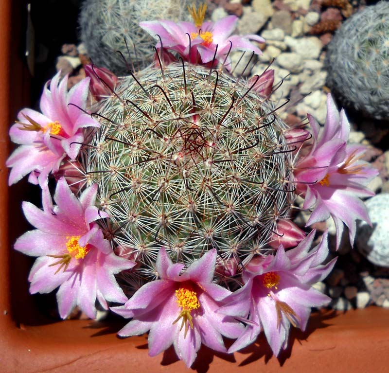 Mammillaria grahamii 