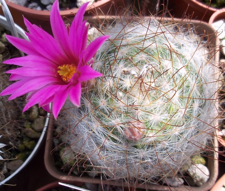 Mammillaria guelzowiana v. robustior 