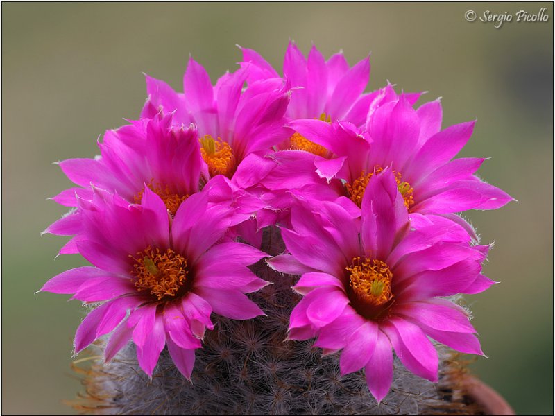 Mammillaria guelzowiana 