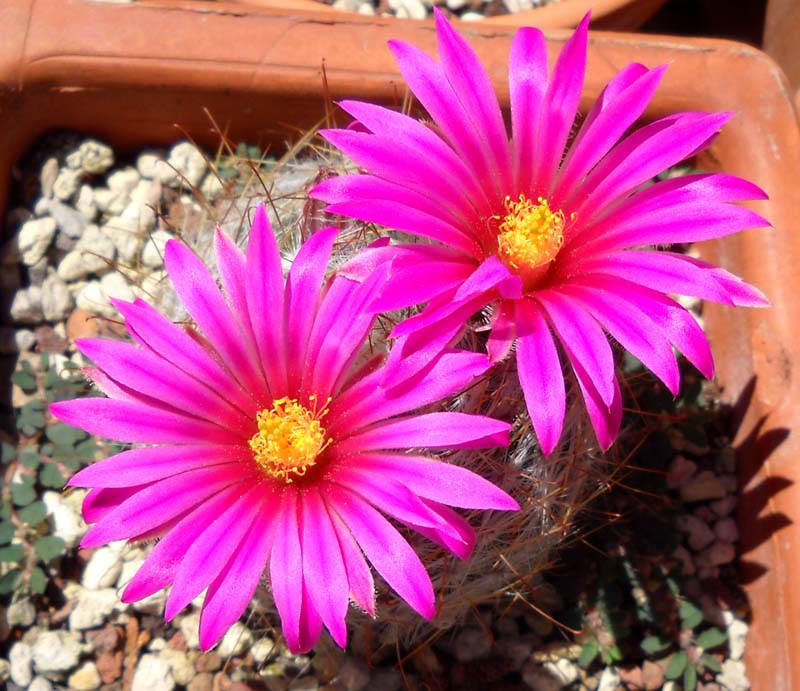 Mammillaria guelzowiana v. robustior 