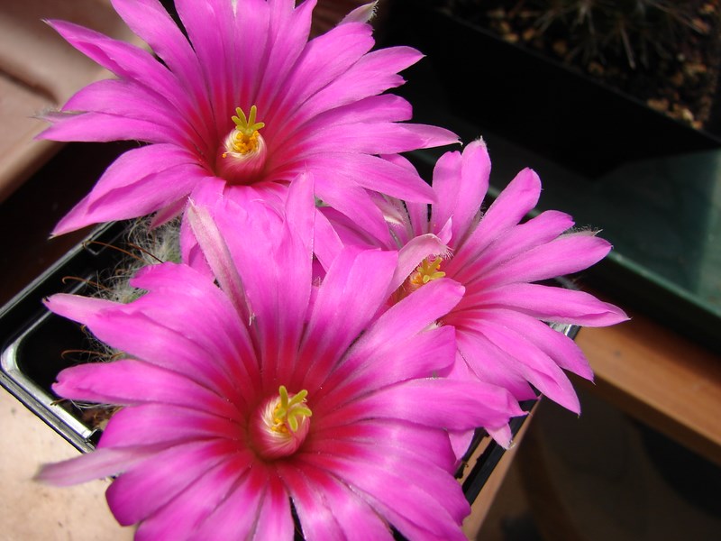 Mammillaria guelzowiana v. robustior 