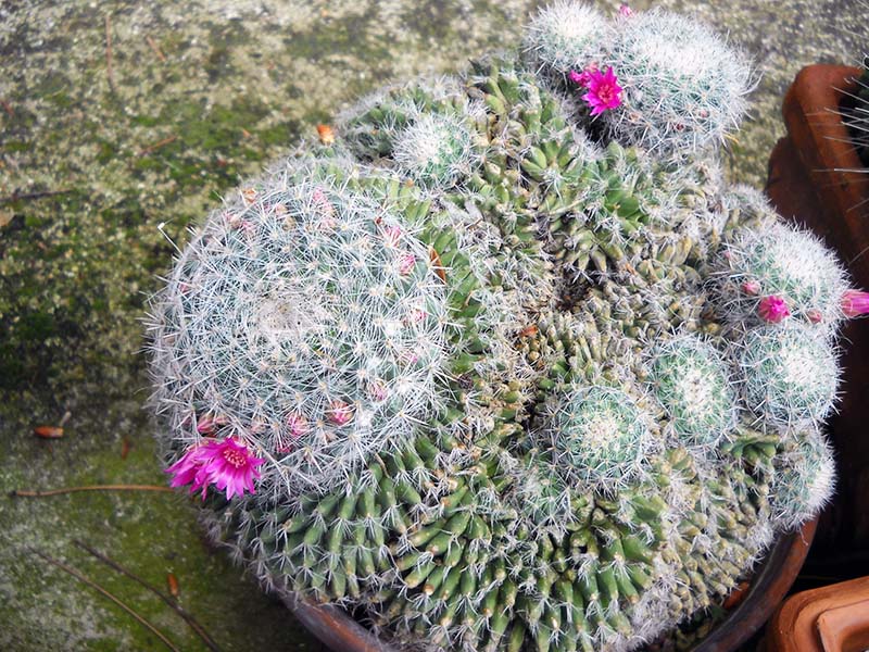 Mammillaria hahniana 