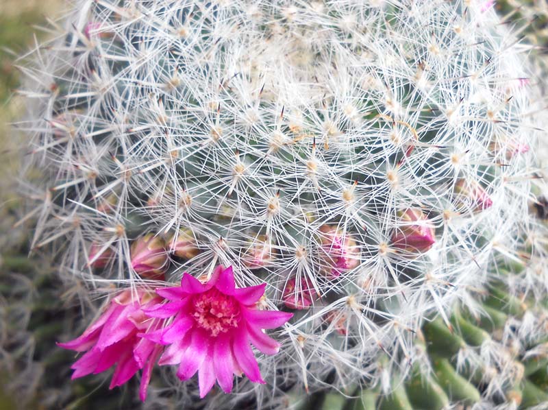 Mammillaria hahniana 