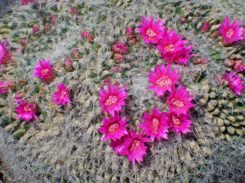 Mammillaria hahniana 