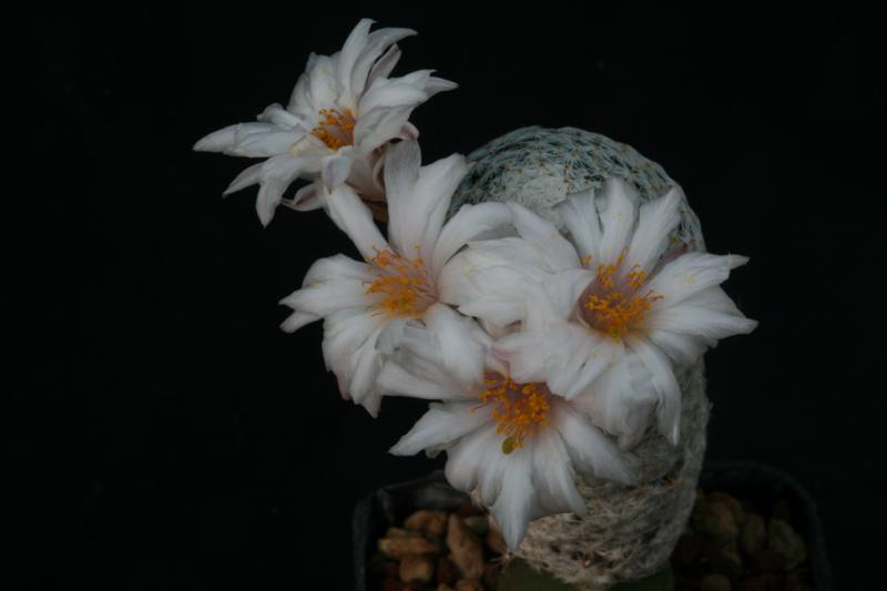 Mammillaria herrerae v. albiflora 