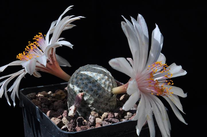 Mammillaria herrerae v. albiflora 