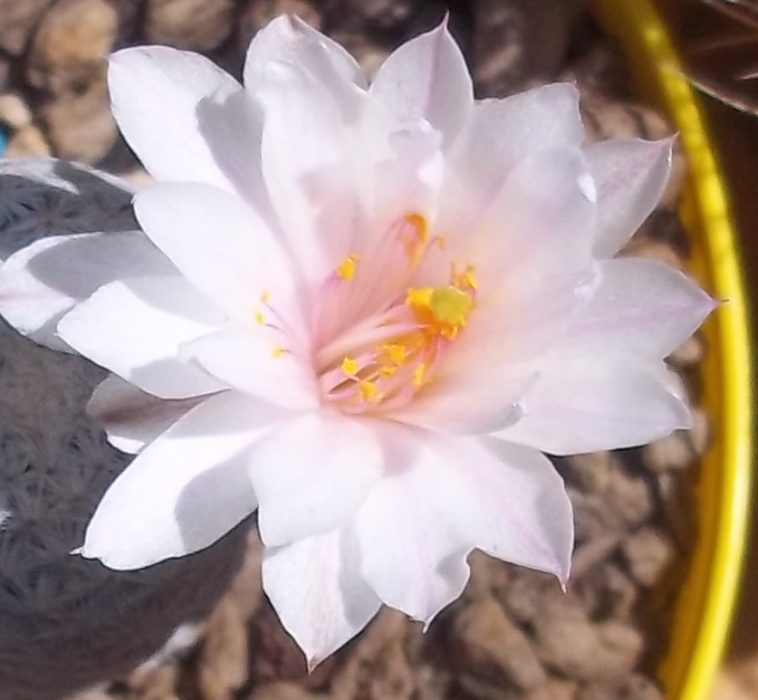 Mammillaria albiflora 