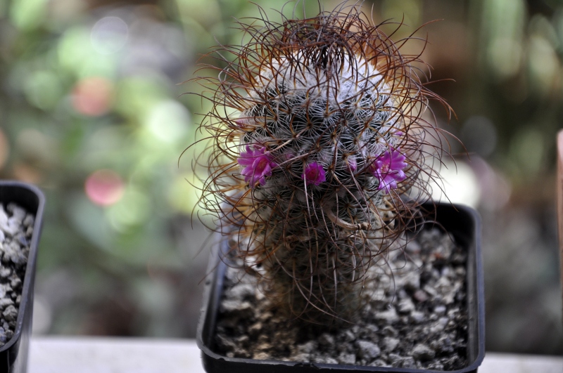 Mammillaria huitzilopochtli ssp. niduliformis 