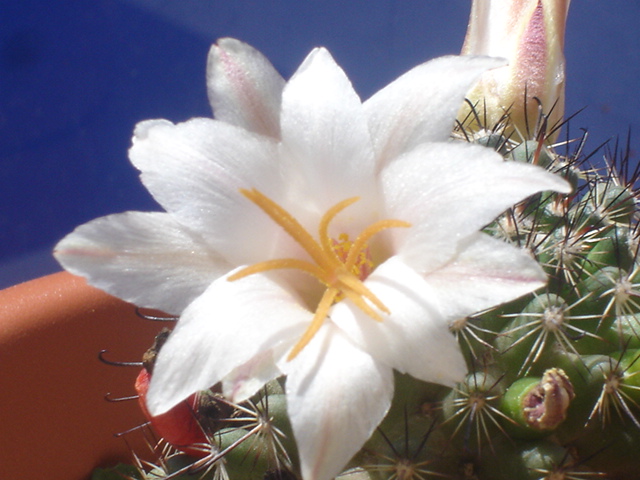 Mammillaria hutchisoniana ssp. louisae 