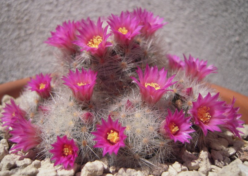 Mammillaria laui ssp. dasyacantha 