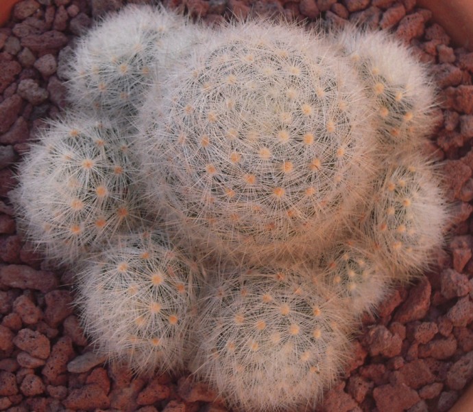 Mammillaria laui ssp. dasyacantha 