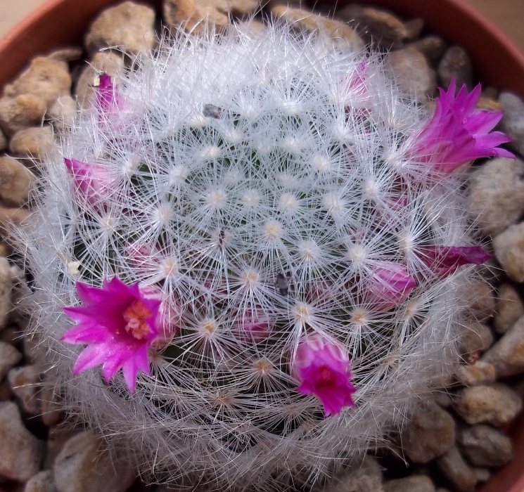 Mammillaria laui ssp. dasyacantha 