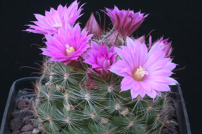 Mammillaria longiflora ssp. stampferi 