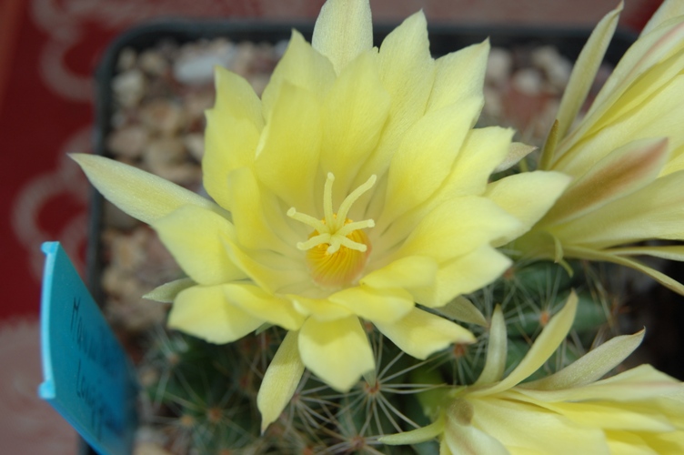 Mammillaria longimamma 