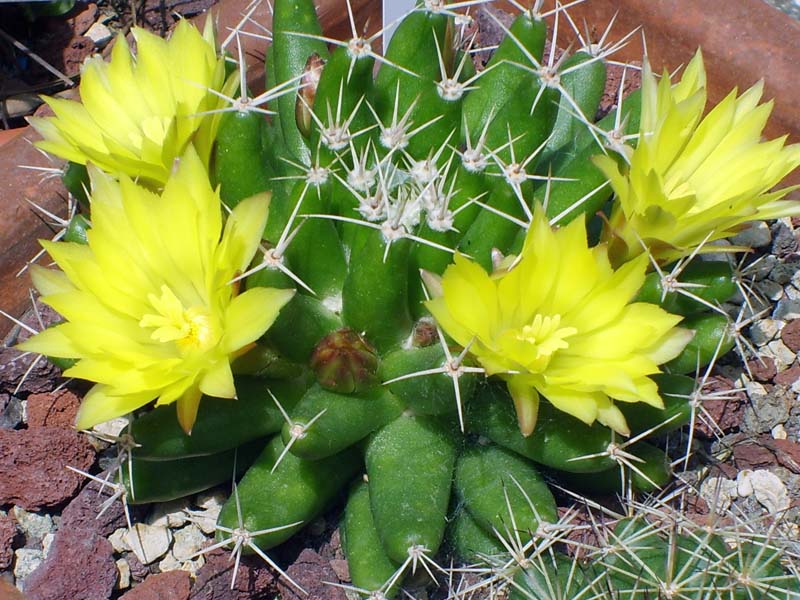 Mammillaria longimamma 