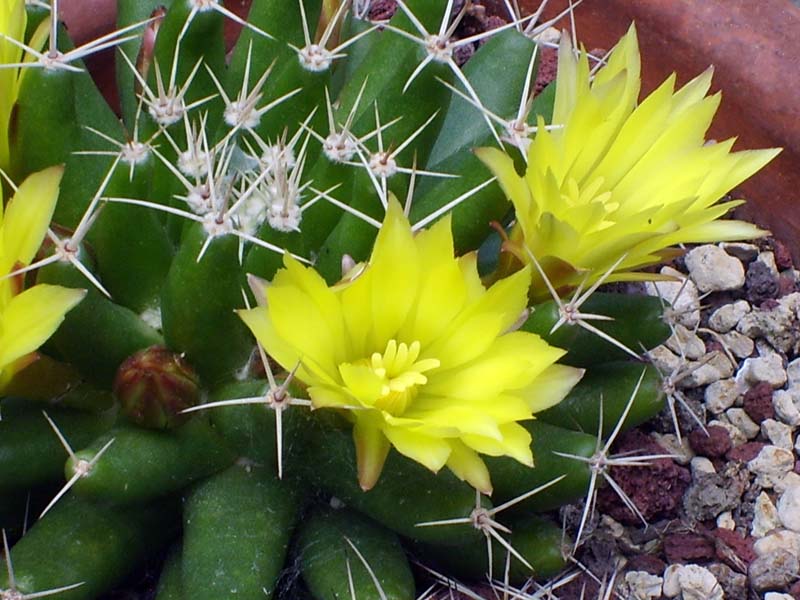 Mammillaria longimamma 